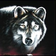 Wolf6666