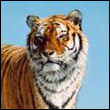 Tiger42rus
