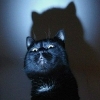 Black_Cat_45