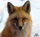 fox666666